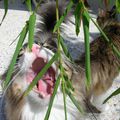 Le bambou ... Quelle herbe à chat !
