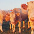 Natalité, bovins à viande et tsunami