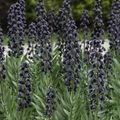 Fritillaria Persica