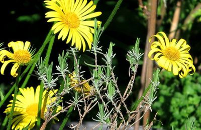 Doronicum et oranger du Mexique