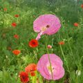 Coquelicots avant la pluie