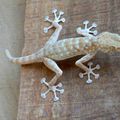 Danse avec les geckos