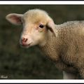 L'agneau (petit clin d'oeil à Gérard)