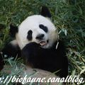 548 pandas géants élevés en captivité dans le monde : un record !