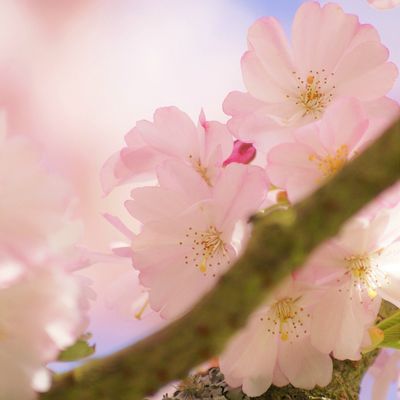 Fleurs de Printemps