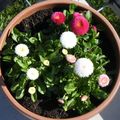 Un p'tit tour au jardin ...