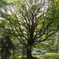 Mythes et légendes de Brocéliande : Le Hêtre de Ponthus …