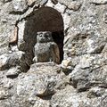 Le hibou de la Pégasière, à Montjustin.