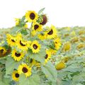 Apparemment même chez les tournesols il y a des malformations génétique!!!!