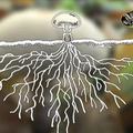Un documentaire très instructif sur les champignons...
