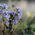 Lilas de novembre.