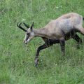 Chamois