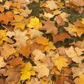 Pourquoi et comment recycler les feuilles mortes ?