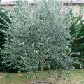 Récolte d'olives 2009 !!