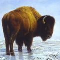 bison