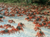 Invasion de crabes dans l'île de Christmas et