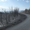 photos du 21/07/2015 après le passage du feu