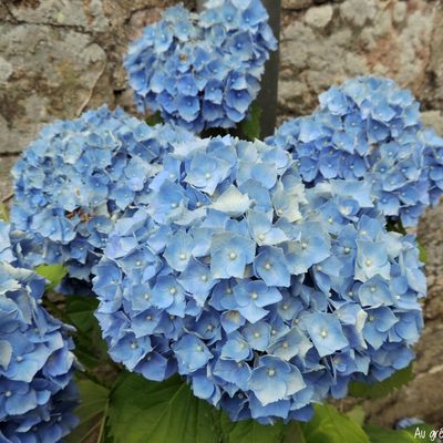 Bleu