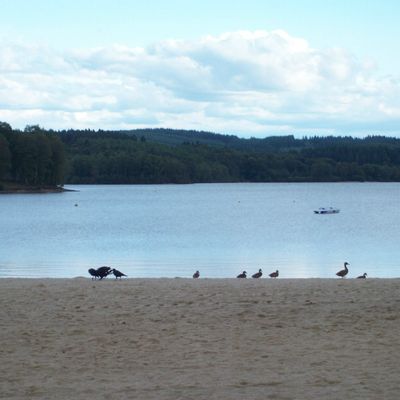 les Cannards du Lac de la Vassiviére