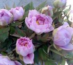 Le monde rêvé de bindou