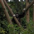 Gibbon à mains blanches