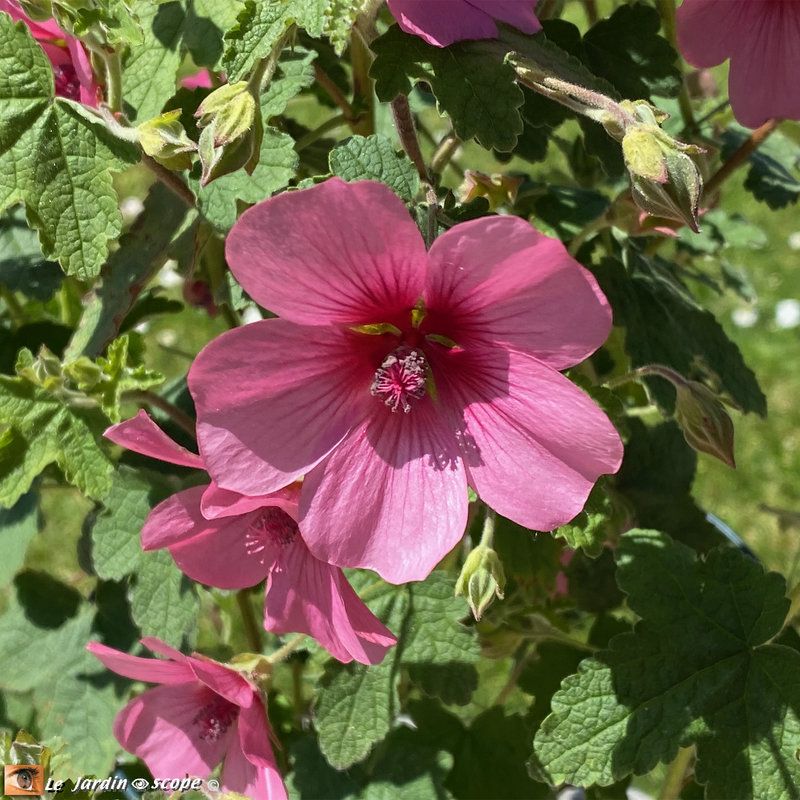 Mauve arbustive du Cap • Anisodontea 'El Rayo'