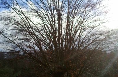 Le printemps va bientôt arriver, le ciel bleu