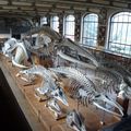 Muséum de Paléontologie et d'Anatomies comparées