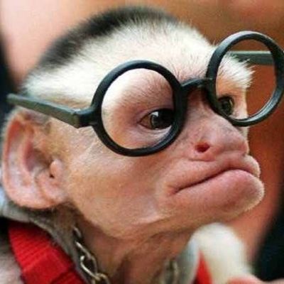 Singe à lunettes...