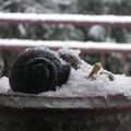 La neige recouvre vraiment tout !