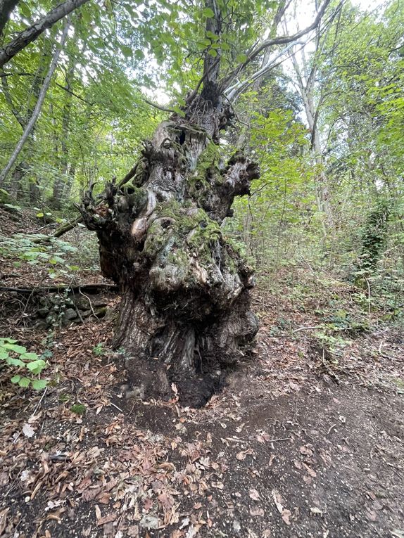 Mercredi 01 octobre 2025 Balade (en date du 27 sept 2025) dans les bois d'Enval jusqu'à la source Marie ,  Initialement exploitée au XIXᵉ siècle pour ses vertus médicinales, La source fut « perdue » vers 1920, puis retrouvée en 1999, Un aménagement (pompe à bras, restauration partielle) a été mis en place après sa redécouverte, le retour harde pour moi mais j'ai poursuivi  au village