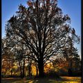 arbre au couché de soleil