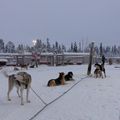 3ème jour en Laponie, sortie avec les chiens de traineau