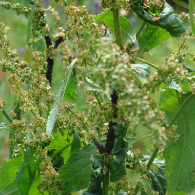 Les bonnes herbes du jardin