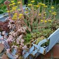 Des sedum par ici, des sedum par là et des joubardes…