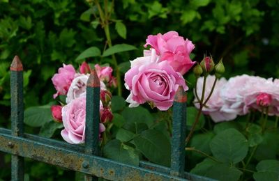 La Normandie, terre de roses et de jardins...