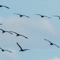 Ibis falcinelle au marais d'Orx