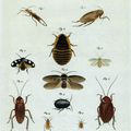 planche d'insectes