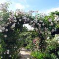 Le Jardin de Roses Anciennes de Morailles (Pithiviers le Vieil) 