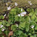 oxalis des bois