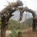 Nature de Pokhara.