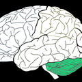 Les bases neurobiologiques des différentes mémoires : la mémoire procédurale