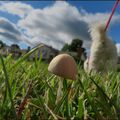 Mini champignon...