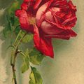 Roses anciennes et lithographies : C. Klein (1861-1929) peintre des fleurs...