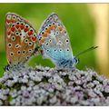 Les papillons Lysandra bellargus