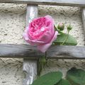 Rose ancienne -