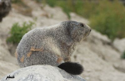 Les marmottes (Marmota) forment un genre de