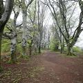 L'ALLEE DE HÊTRES DU MONT GARGAN ET LA CHAPELLE NOTRE DAME DE BON SECOURS. 87520 HAUTE VIENNE. 26 AVRIL 2017.