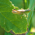 Les insectes d'à côtè