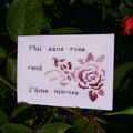 Mai sans rose...